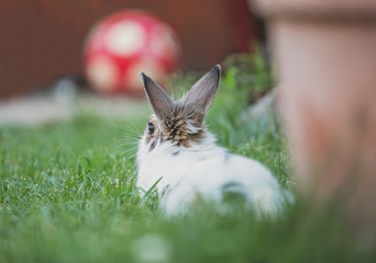 Bunny in grass