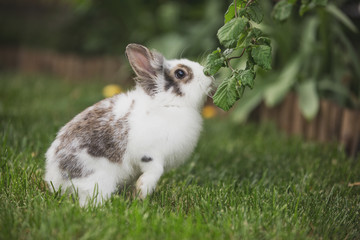 Curious rabbit sitting in the garden