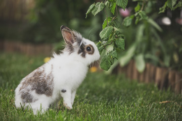 Curious rabbit sitting in the garden