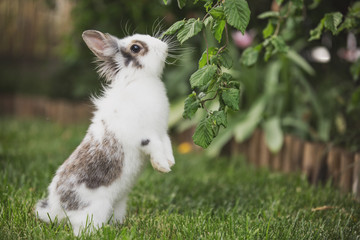 Curious rabbit sitting in the garden
