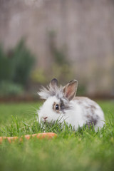 Bunny in grass
