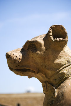 The dog's head, detail of sculpture in Boboli gardens