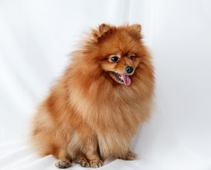 Obraz premium Spitz dog sits on a white canvas