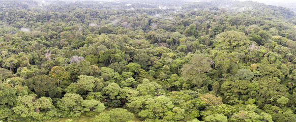 Aerial panorama overlooking the canopy of lowland tropical rainforest in Ecuador. A road cuts through the forest. There are many tree species with different crown shapes and colours.