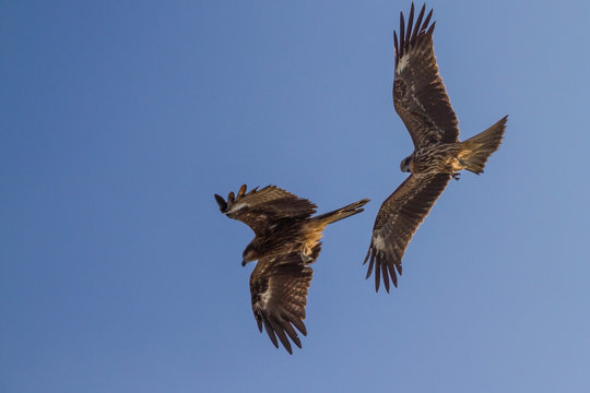 Hawks