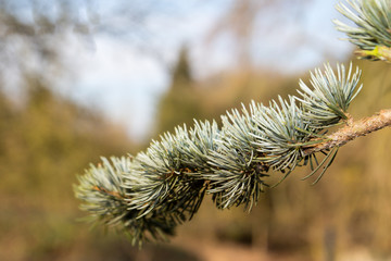 Winter time in a local park