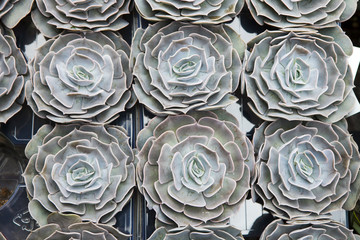 green houseleek plant texture as nice natural background