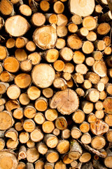 Feuerholz im Hochformat - Eichen und Buchenstämme
