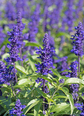 Fototapeta premium Ziersalbei, Steppensalbei, Salvia nemorosa