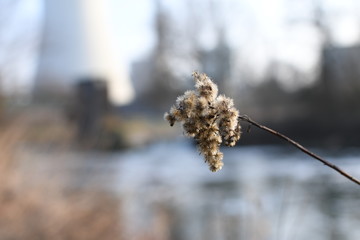 grass in the sun on a lake