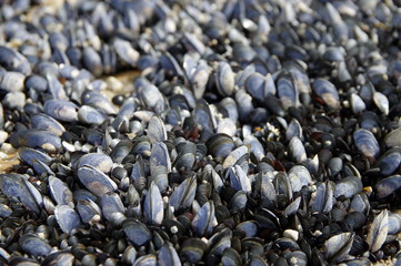 moules sauvages sur le rocher 