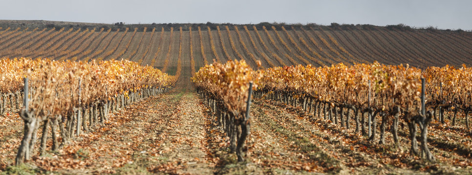 Dried plants on the field