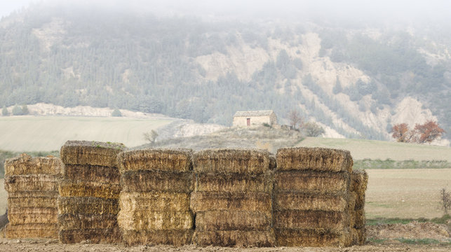 The haystacks in the field