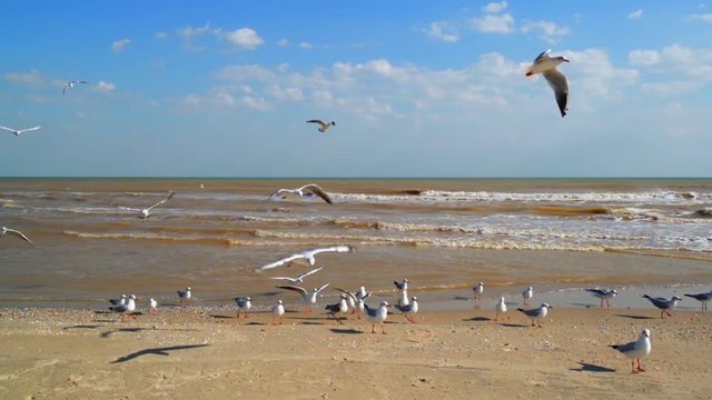 Seagulls fly over the beach by the sea to storm weather