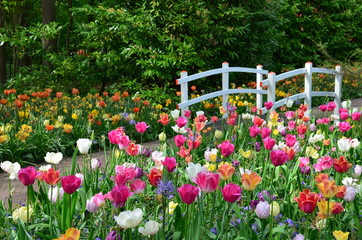 Tulips and a bridge in Keukenhof garden, Netherlands