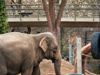 Elefant im Zoo