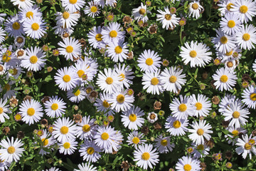 Astern, Herbstastern, Aster dumosus