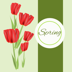 Beautiful spring flowers collection. Vector drown isolated tulips. Template for invitation, wedding, greeting card or print.