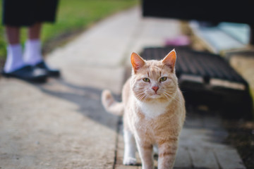 Fototapeta premium red cat on a walk