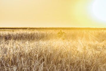 Obraz premium Agricultural background with ripe rye spikelets in the golden rays of a bright summer sun backlight. Countryside scene with limited depth of field.