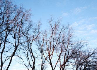 Tree branches silhouette against the blue sky
