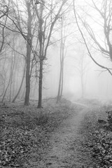 English woodland on a foggy misty morning