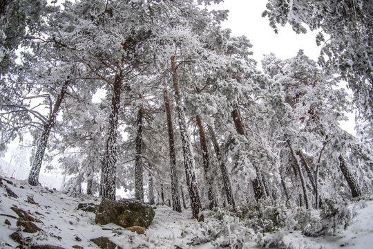 Snowy landscape of Madrid (Navacerrada)