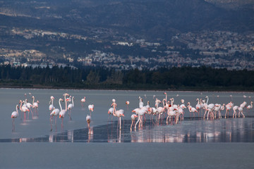 Fototapeta na wymiar A flock of flamingos on the salt lake nursing. The island of Cyprus.