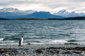King penguin walking on the shore near Ushuaia, mountains in the background