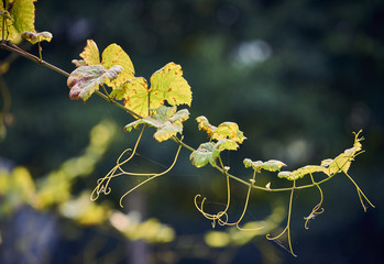 A grapevine tendril in detail