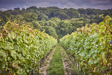 Fototapeta na wymiar An English Vineyard during a summer storm