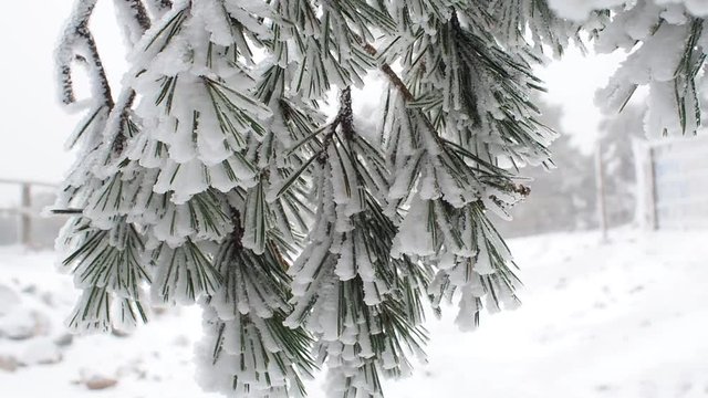Snowy landscape of Madrid (Navacerrada)
