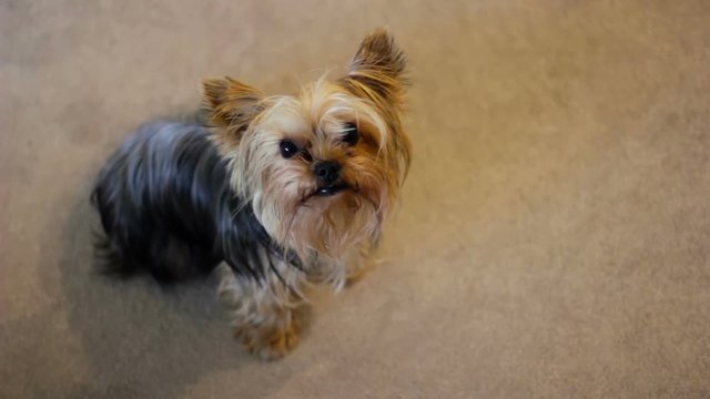 Cute Yorkshire Terrier looking up into camera