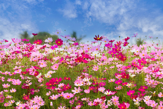 Cosmos Flower field on blue sky background,spring season flowers © saelim