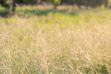 Forest meadow with wild grasses,Macro image with small depth of field,Blur background