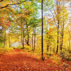 Fototapeta premium Forest Road in the autumn. Landscape. Ukraine. Europe