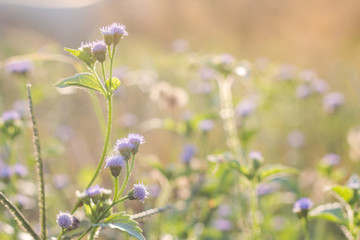 Forest meadow with wild grasses,Macro image with small depth of field,Blur background