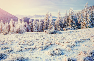 Obraz premium Fantastic winter landscape in the mountains of Ukraine.