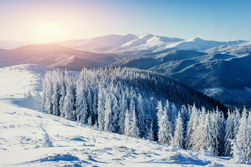 Fototapeta na wymiar Fantastic winter landscape in the mountains of Ukraine