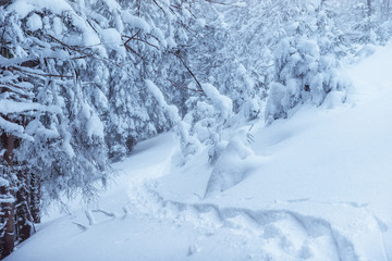 tourist in winter mountains. Beauty world. Carpathians Ukraine Europe