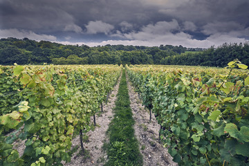 Fototapeta na wymiar An English Vineyard during a summer storm