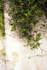 hanging branch with flowers against the wall