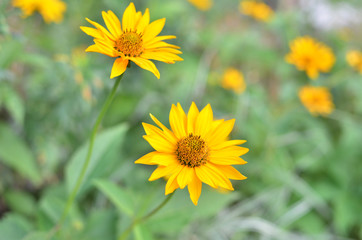 Yellow chamomile flowers