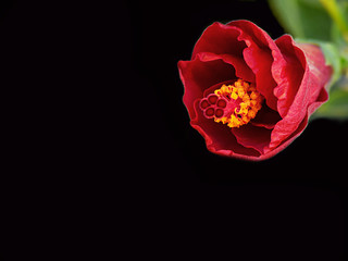 Beautiful single half-closed hibiscus waiting the dawn for blooming isolated on black background. 