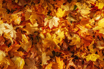 Naklejka na ściany i meble Yellow, orange and red autumn leaves in fall park