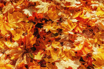 Naklejka na ściany i meble Yellow, orange and red autumn leaves in fall park
