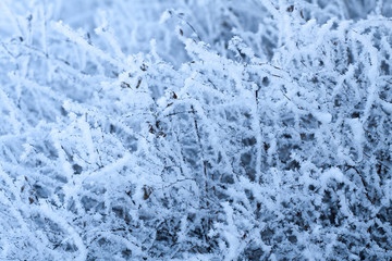 frost on trees , winter background