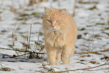 Naklejka na ściany i meble Fluffy blue-eyed Persian cat walks in the snow on thawed