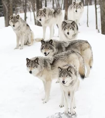Wallpaper murals Wolf Timber wolves or grey wolves Canis lupus timber wolf pack standing against a white snowy background in Canada