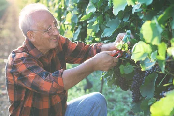 Fotobehang Senior man examining the grapes in the vineyard. © Zoran Zeremski